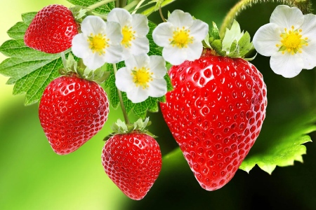 Strawberry Experience Centre